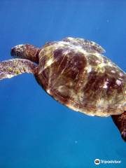 Shaka Divers