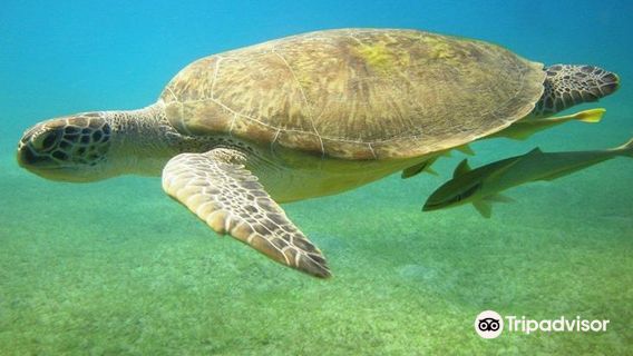 Freedom Divers Safaga - Dive Center