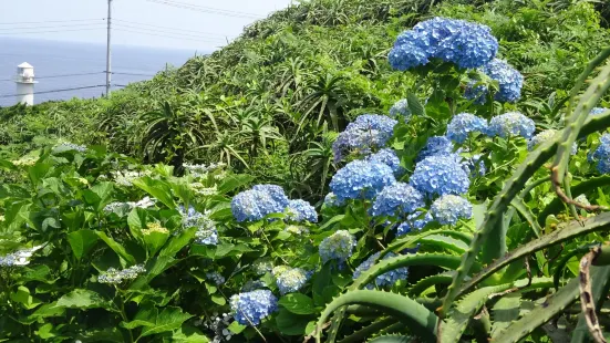 大越蘆薈園