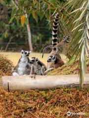 Africam Safari