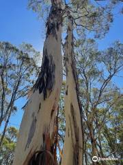 Heathcote-Graytown National Park