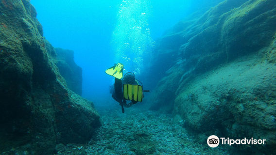 Diamond Dive Center Ocean Dreams Tenerife