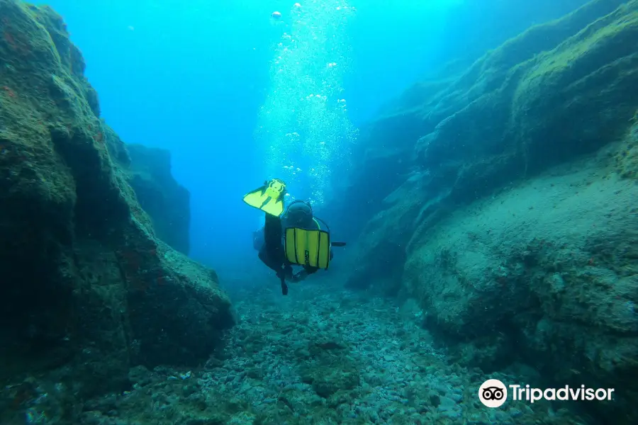 Diamond Dive Center Ocean Dreams Tenerife