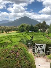 Hedgend Maze