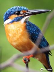 Kalametiya Bird Sanctuary