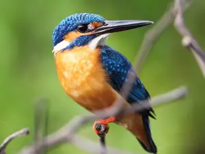Kalametiya Bird Sanctuary