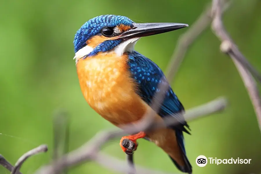 Kalametiya Bird Sanctuary