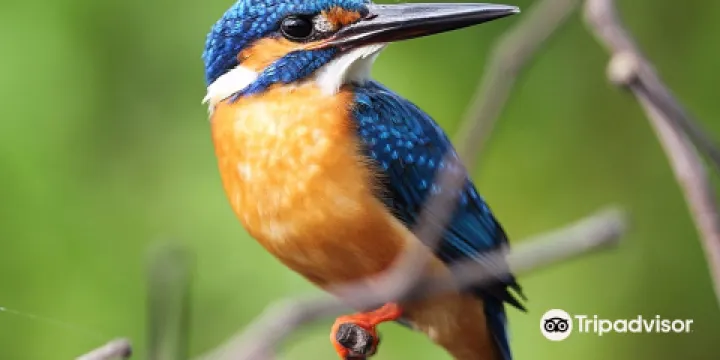 Kalametiya Bird Sanctuary - Bird Watching & Nature Safari