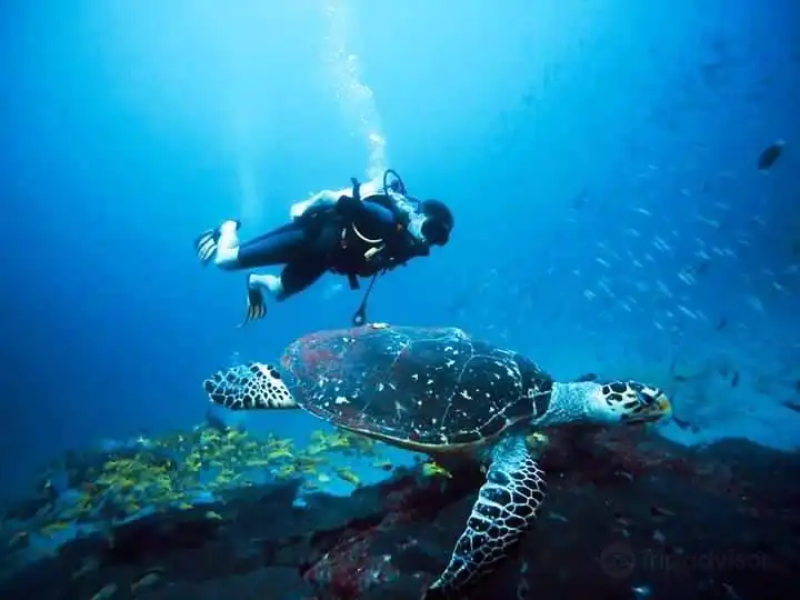 فنادق في Thulusdhoo