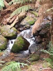 Warburton Rainforest Gallery