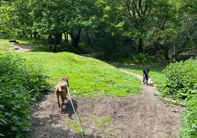 National Trust - Downs Banks