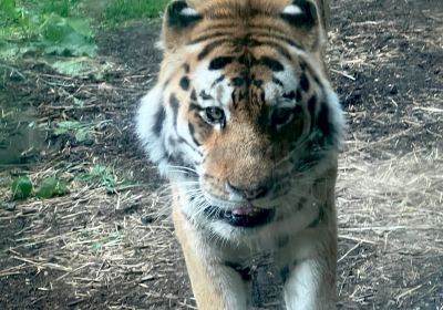 亨利維拉斯動物園