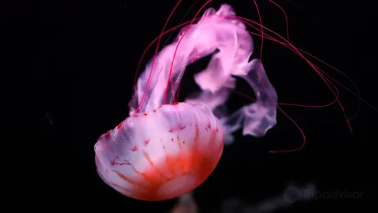 ケベック水族館