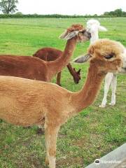 Abbotts View Alpacas - Open by booked slot only,