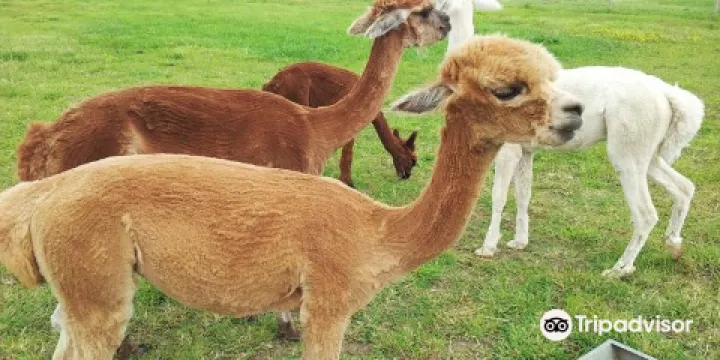 Abbotts View AlpacasAbbotts View Farm
