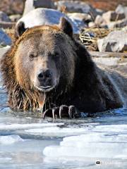 Grizzly & Wolf Discovery Center