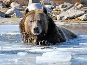 Grizzly & Wolf Discovery Center