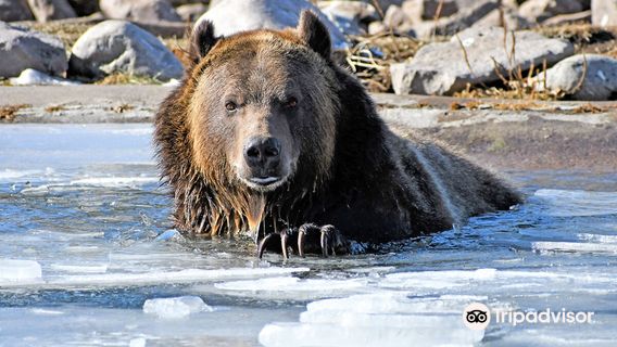 Grizzly & Wolf Discovery Center