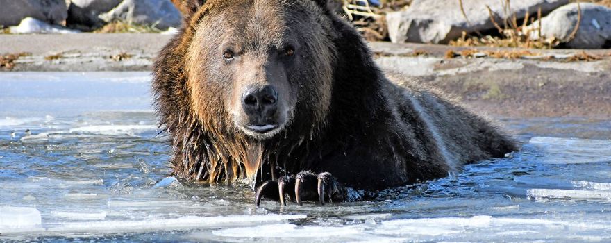 Grizzly & Wolf Discovery Center