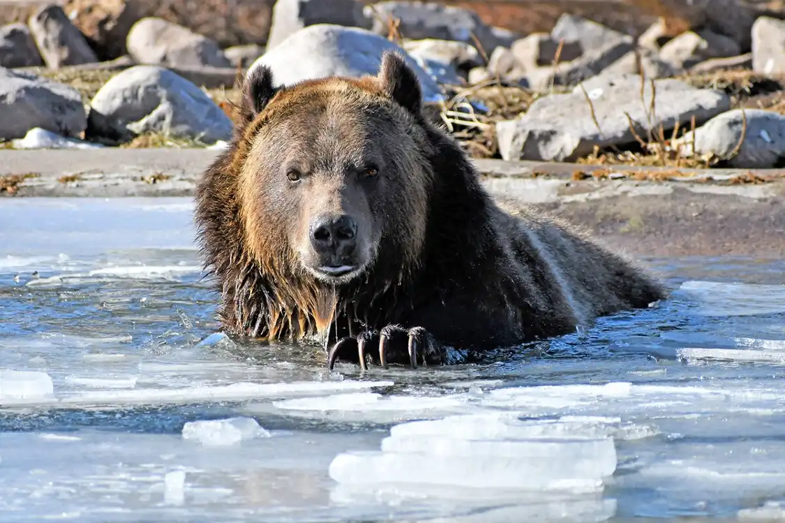 Hotels near Grizzly & Wolf Discovery Center
