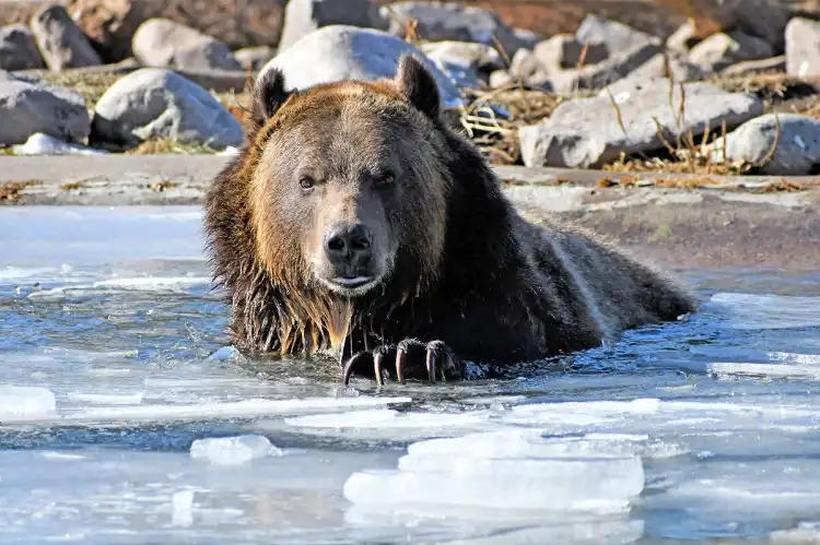 Hotels near Grizzly & Wolf Discovery Center