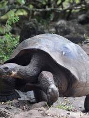 Galapaguera de Cerro Colorado