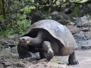 Galapaguera de Cerro Colorado