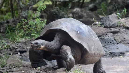 Galapaguera de Cerro Colorado