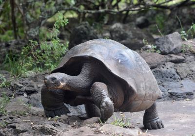 Galapaguera de Cerro Colorado