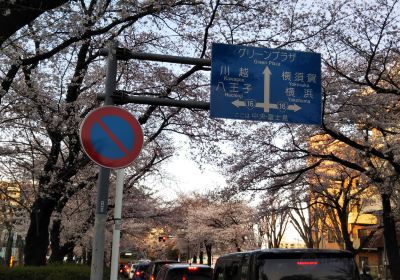 Sagamihara City Hall Sakura Street