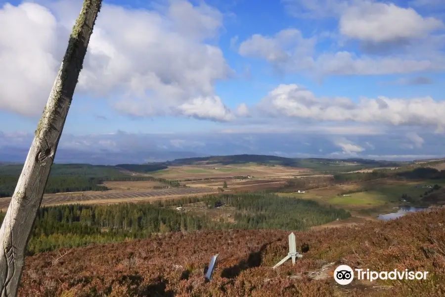 Abriachan Forest