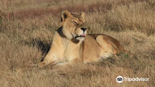 LIONSROCK Big Cat Sanctuary