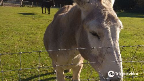 The Tamar Valley Donkey Park