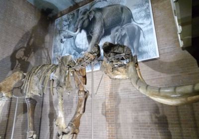 Museo della Venere e dell'Elefante