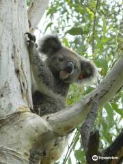 Friends of the Koala