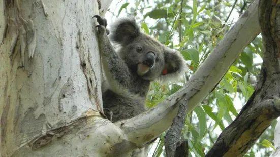 Friends of the Koala