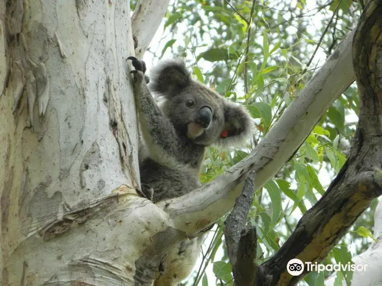 Friends of the Koala