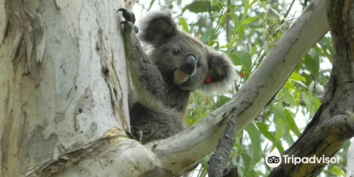 Friends of the Koala