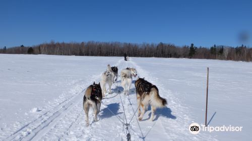 Expedition Mi-Loup Dog Sledding