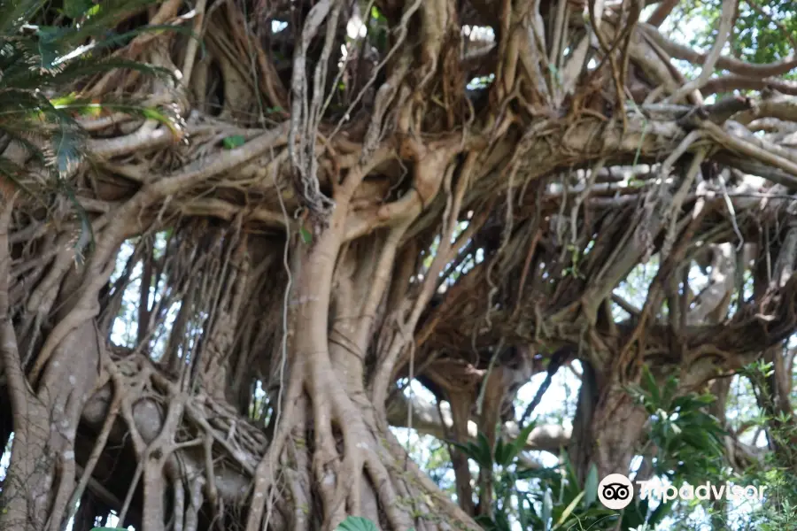 300 Years Old Tree Gajumaru