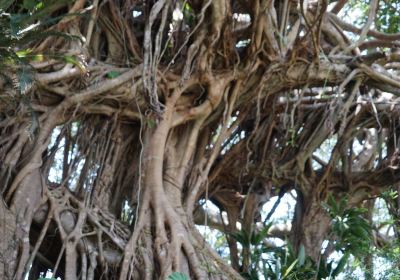 300 Years Old Tree Gajumaru