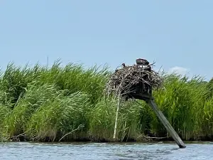 Blackwater Adventures Chesapeake Bay