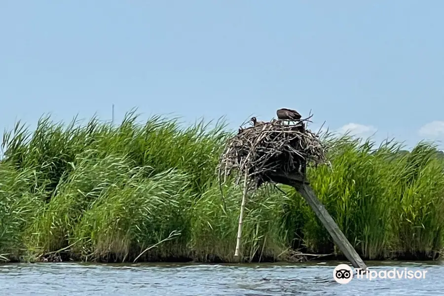 Blackwater Adventures Chesapeake Bay