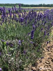 Terra Lavanda