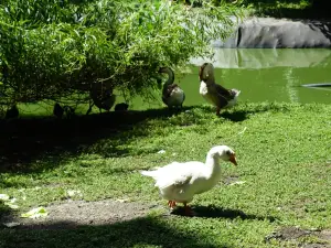 Timișoara Zoo