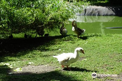 Timișoara Zoo