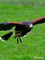 North Devon Hawk Walks