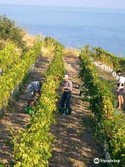 Wine Routes Mallorca