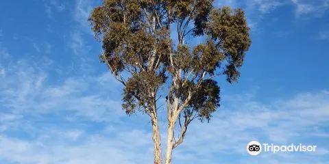 Banjo Patterson Park