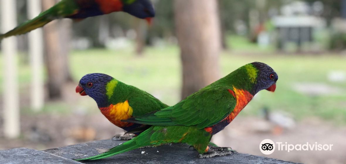 Things to Do in Summerland Point in 2024 Top Attractions, Local Food